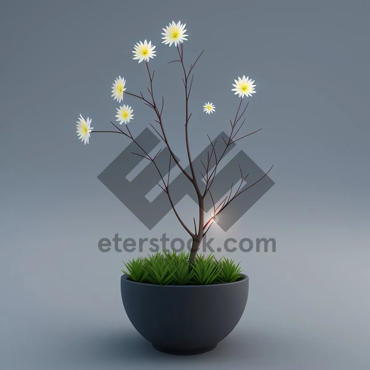 Picture of Vibrant Yellow Daisy Blossom in Garden