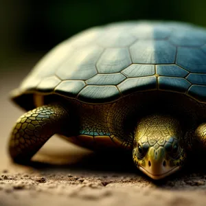 Mud Turtle: Slow-moving reptile with hard shell.