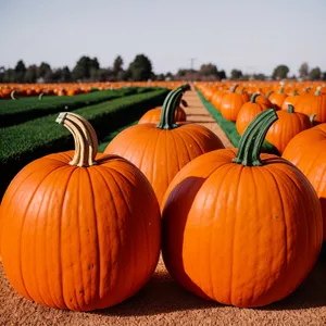 Colorful Fall Harvest: Pumpkin Patch Season