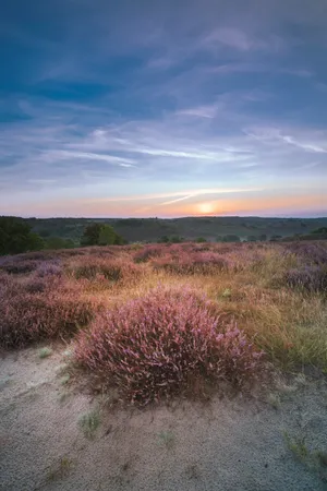 Purple heather field in scenic rural landscape.