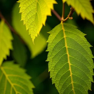 Sunlit Maple Leaves in Summer Forest