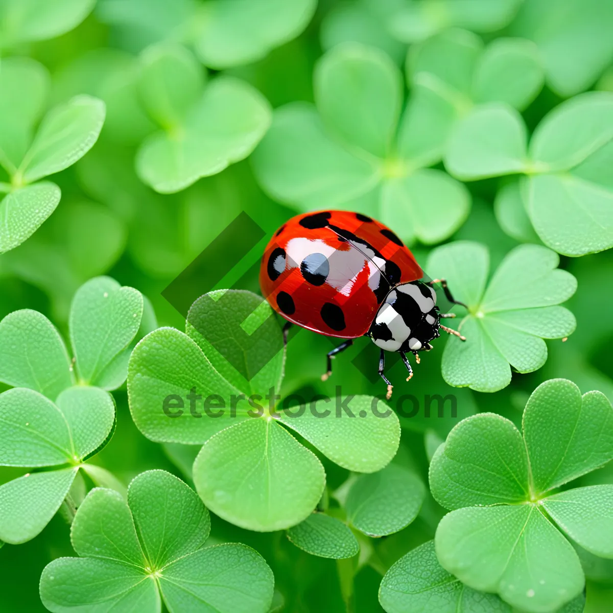 Picture of Colorful Ladybug Resting on Fresh Green Leaf.