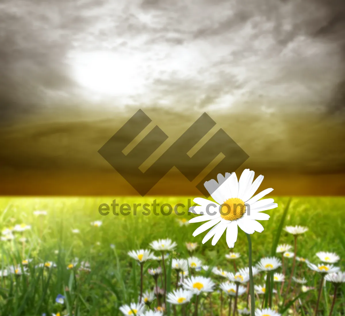 Picture of Bright Yellow Daisy Blooming in Sunny Meadow