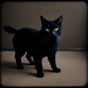 Adorable Gray Kitty Peering from Windowsill