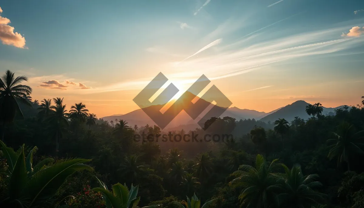 Picture of Sunset over meadow with starry sky