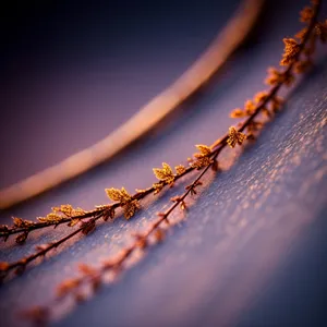 Invertebrate Arthropod Ant Walking on Spider Web