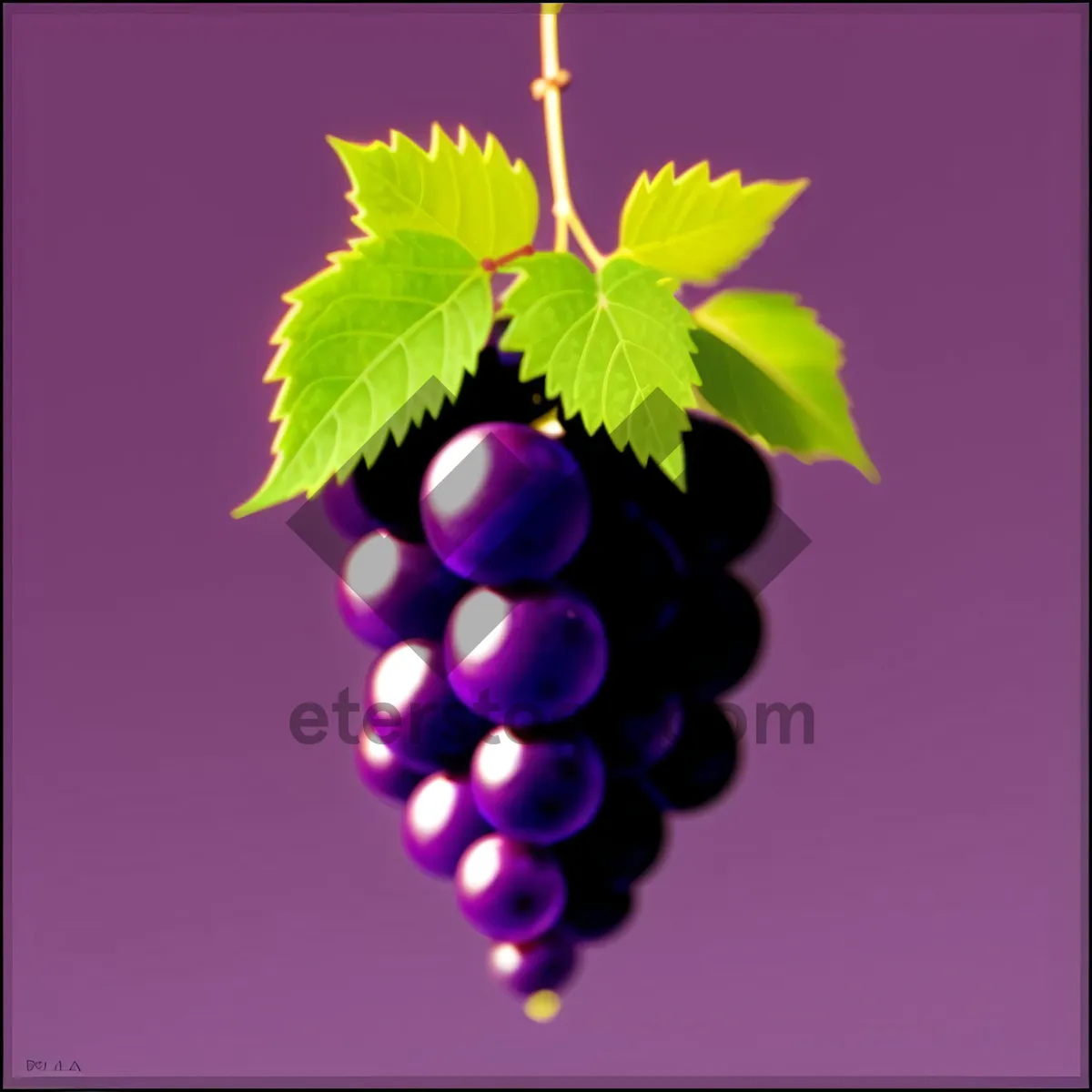 Picture of Vibrant Grapevine in a Leafy Vineyard