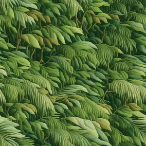 Lush Varnish Tree Leaves in Tropical Forest