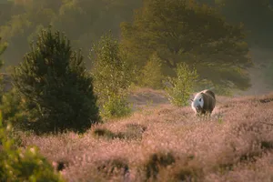 Rural landscape with trees, meadow, and livestock grazing