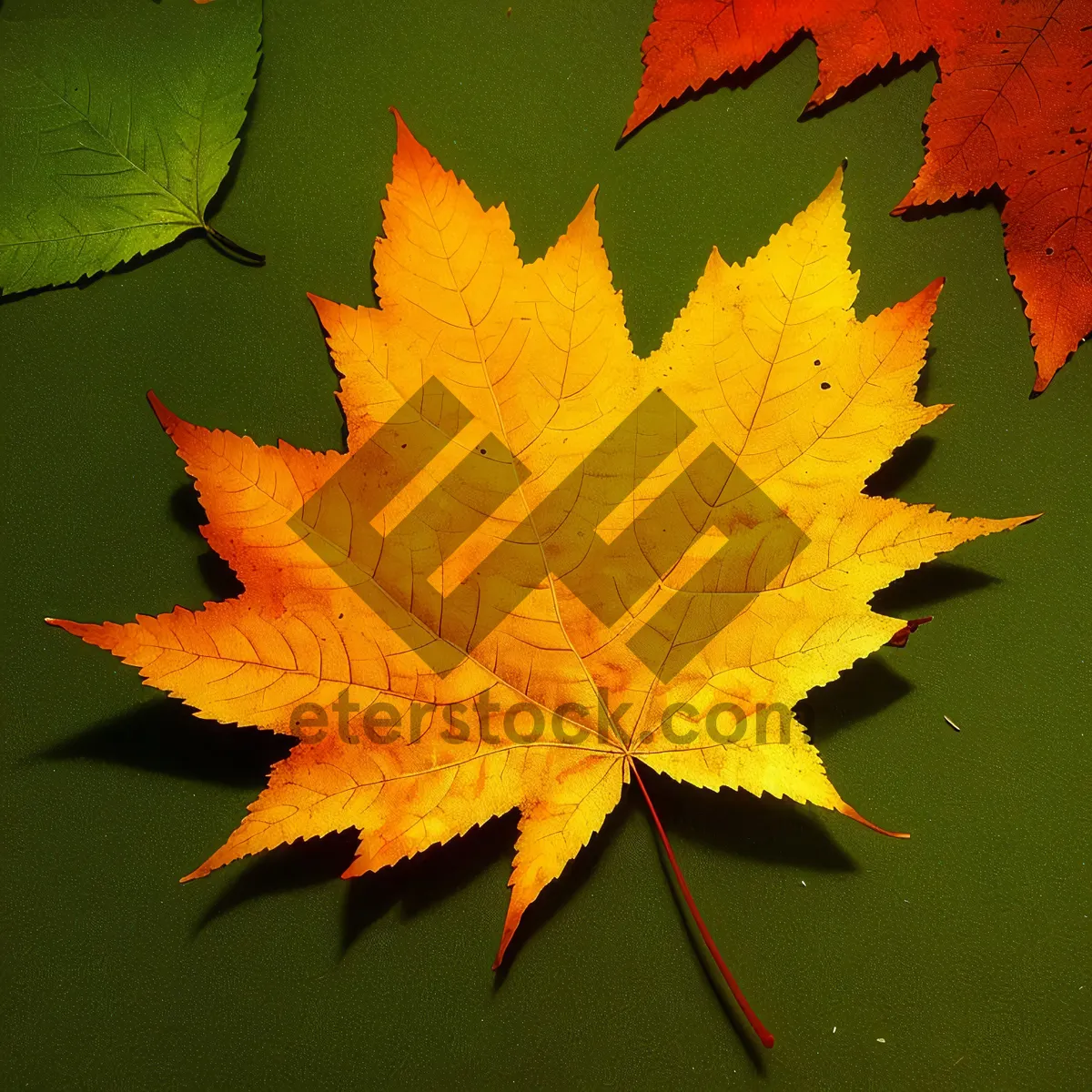 Picture of Vibrant Autumn Leaves in Golden Hues