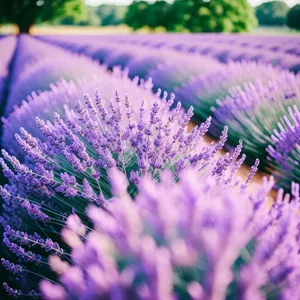 Vibrant Lavender Shrub with Woody Texture