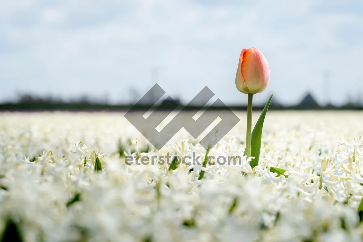 Picture of Blooming tulip field in spring garden