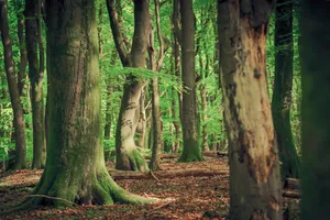 Southern Beech Tree in Autumn Park