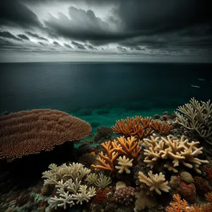 Vibrant Coral Reef in Deep Ocean Waters