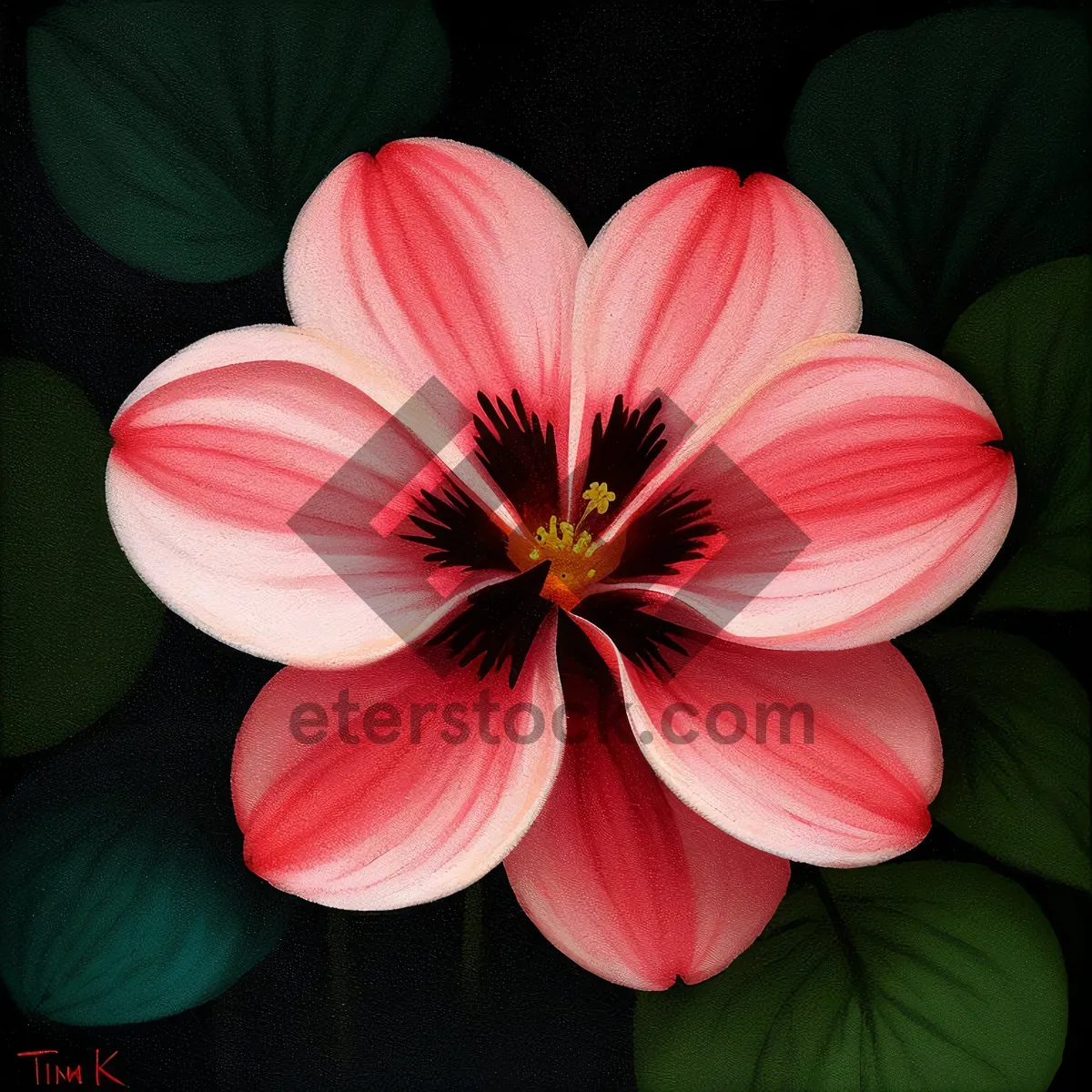 Picture of Pink Geranium Blossom in Vibrant Garden