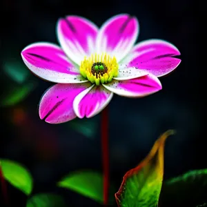 Vibrant Pink Daisy Blossom in Spring Garden