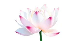 Colorful Floral Elements in Pink and Tulip Blooms