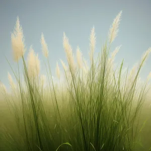 Golden Harvest: A Flourishing Wheat Field under a Sunny Sky
