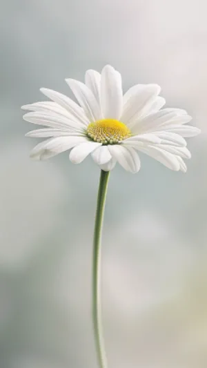 Bright Yellow Chamomile Daisy Blooming Outdoors Closeup