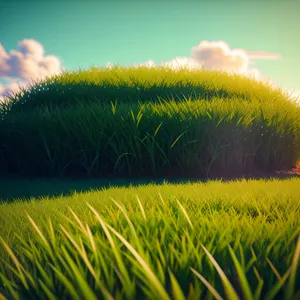 Golden Wheat Field Under Sunny Sky
