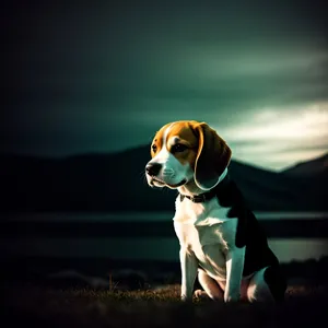 Adorable Black Beagle Puppy - Purebred Canine Portrait