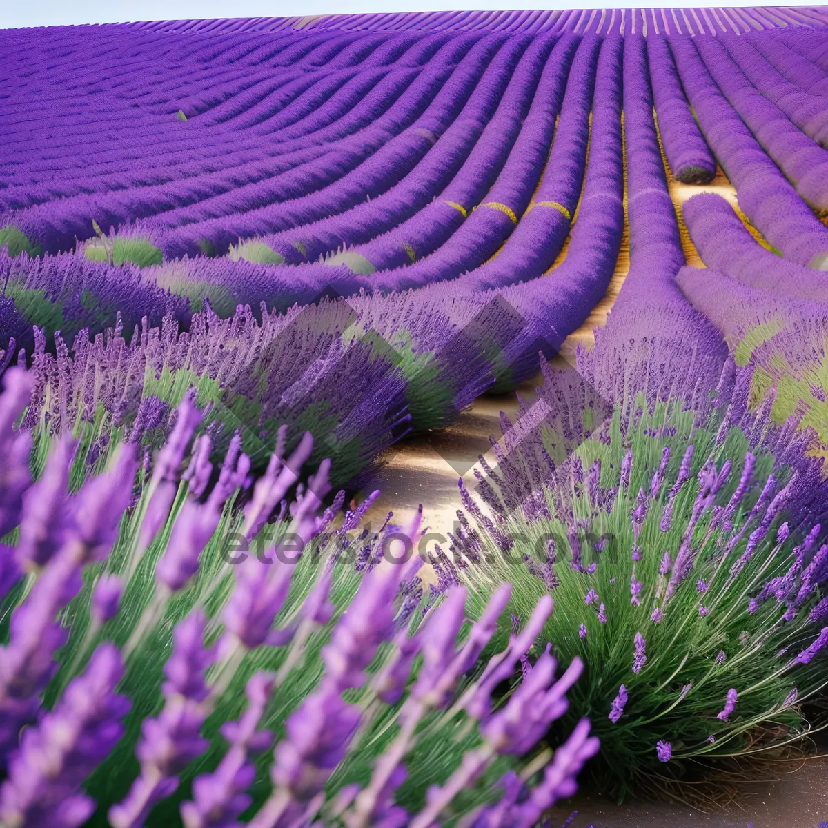 Picture of Colorful Herb and Lavender Tea Design