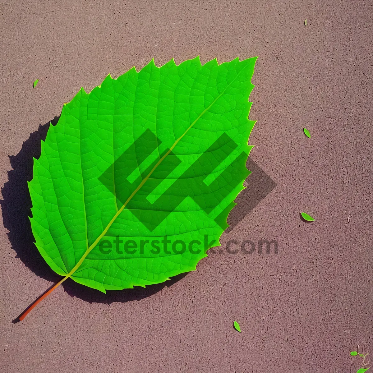 Picture of Vibrant Leaf Veins in Summer Garden