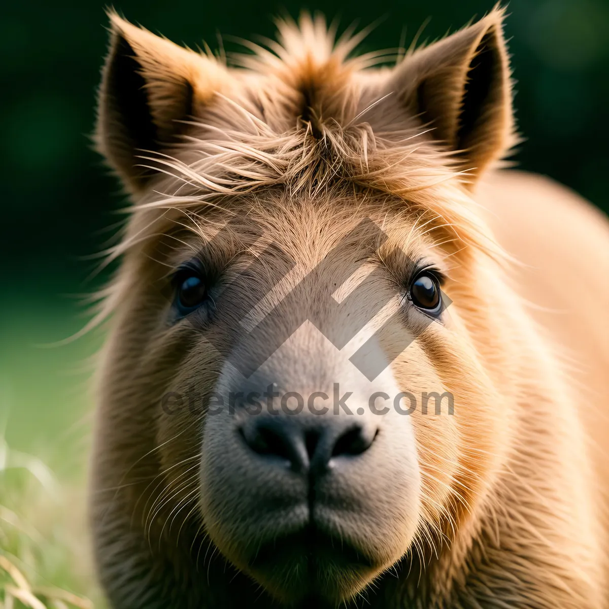 Picture of Beautiful Brown Horse Grazing in Green Pasture