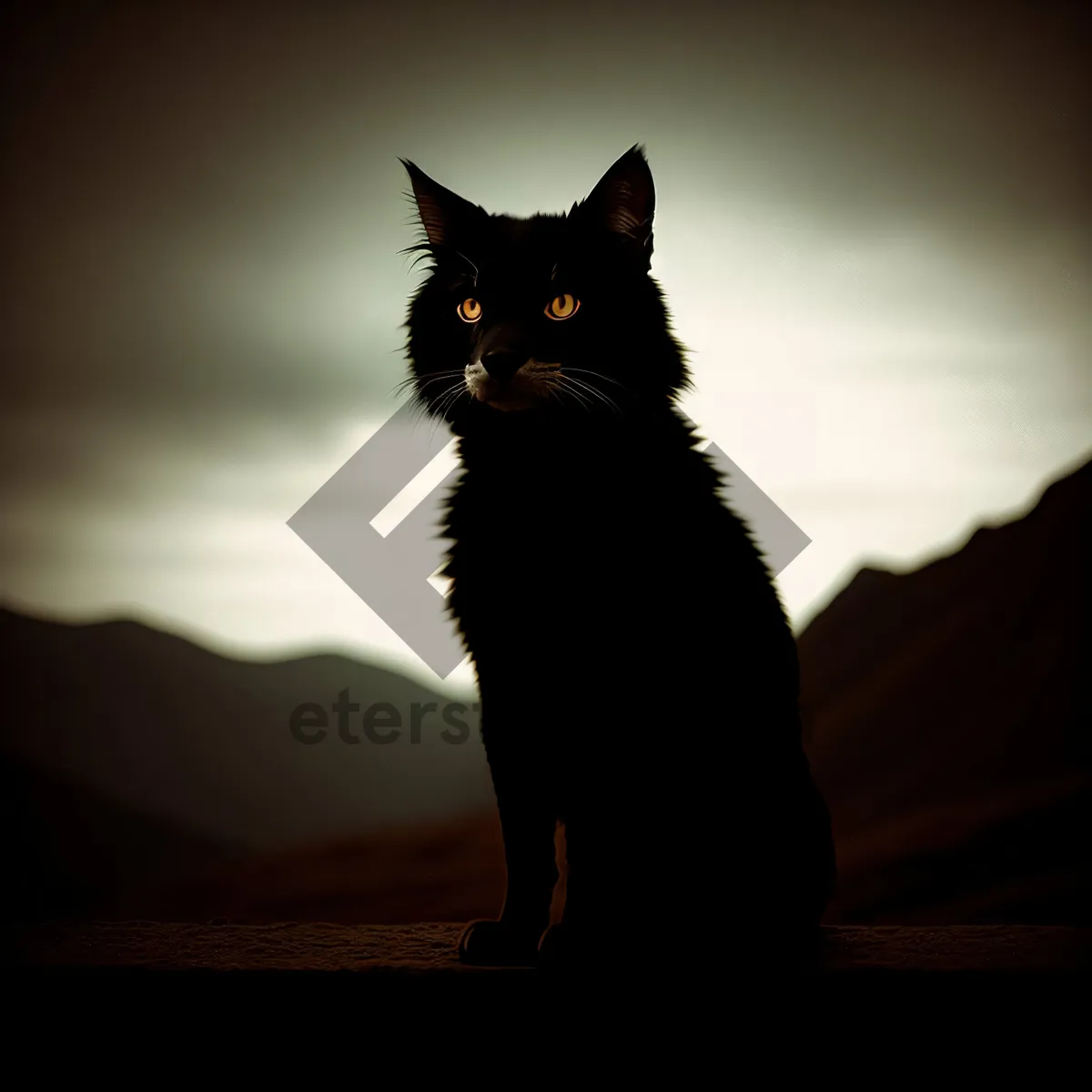 Picture of Curious Kitty with Adorable Black Fur and Playful Eyes