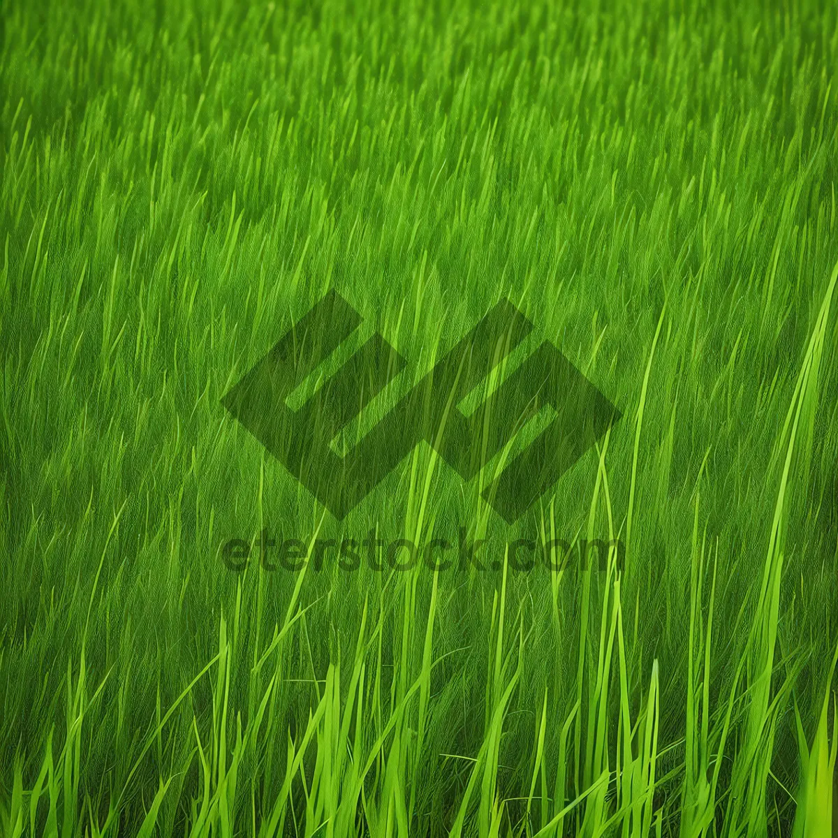 Picture of Bright Rice Field Growth - Fresh Summer Starches