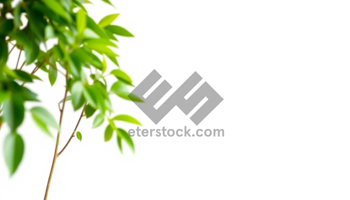 Picture of Organic Evergreen Leaf Frame Design