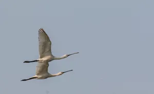 Pelican soaring above the sea with wings spread wide