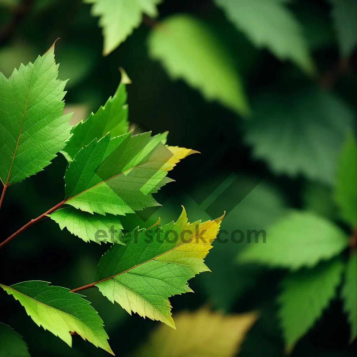 Picture of Vibrant Maple Leaf in Lush Green Forest