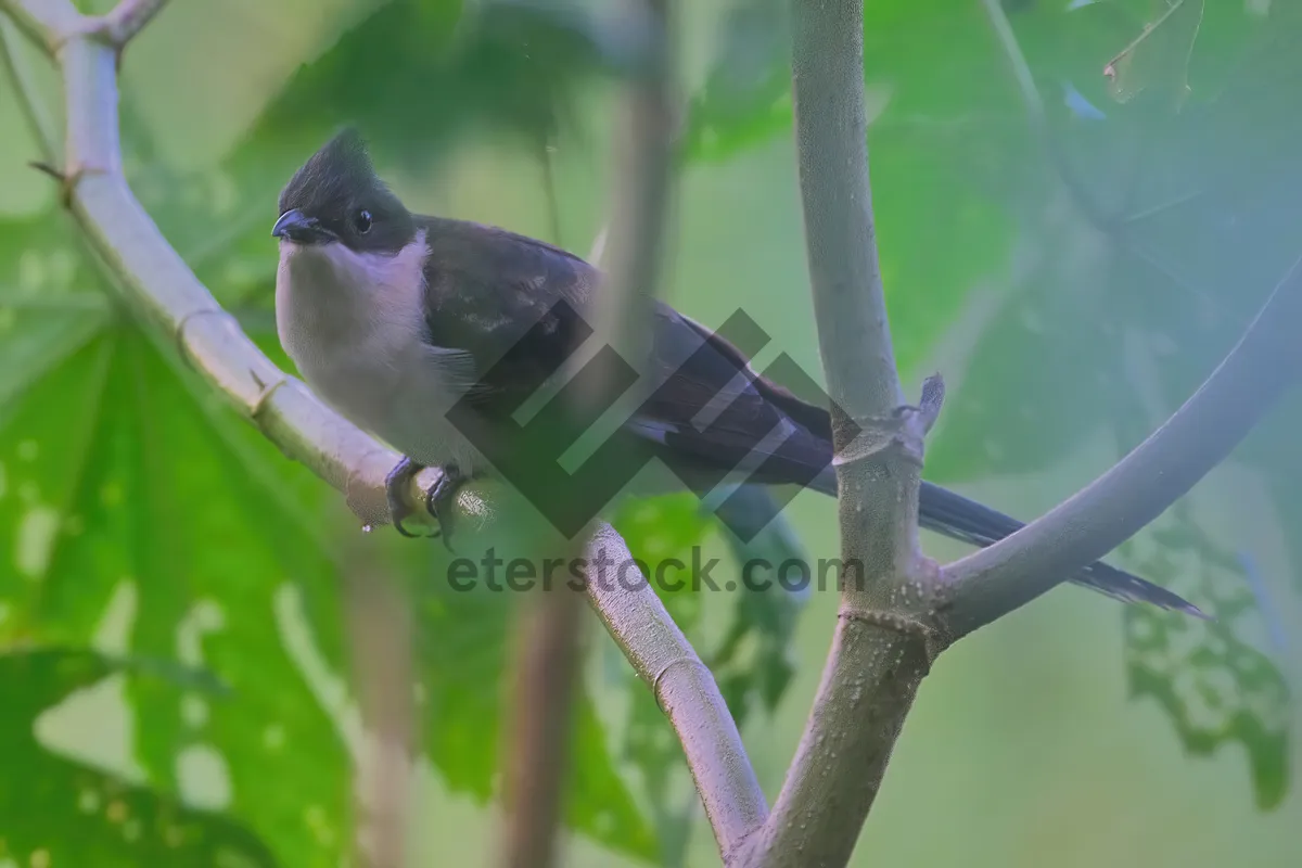 Picture of Avian winged wildlife perched on tree branch.