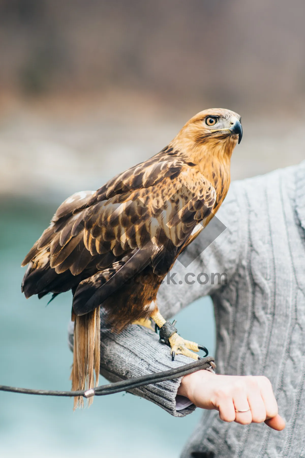 Picture of Bald Eagle Predator with Sharp Beak and Feathered Wings