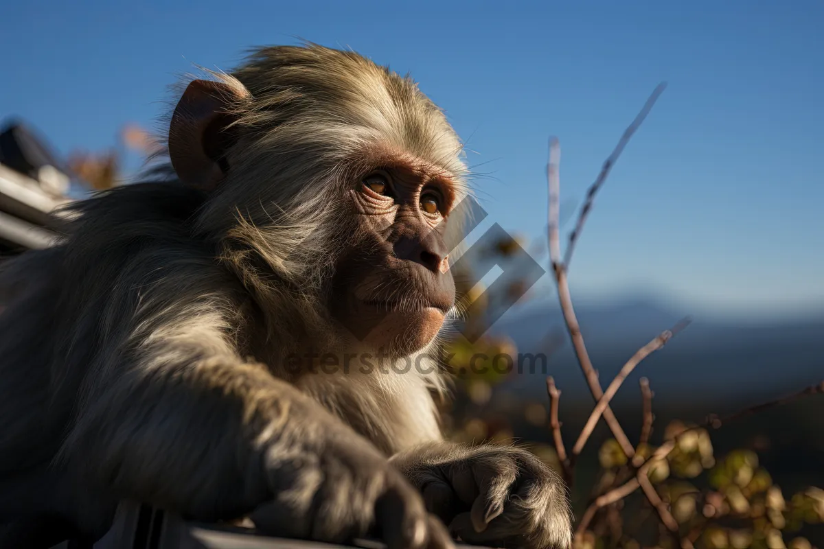 Picture of Wild Primate Monkey in Natural Jungle Wildlife Sanctuary