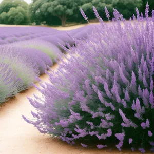 Lavender Blossom in Colorful Garden