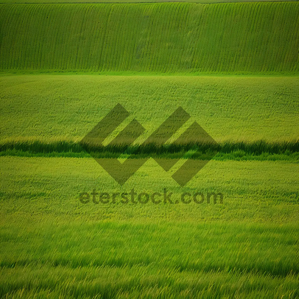 Picture of Vibrant Summer Meadow with Lush Green Grass