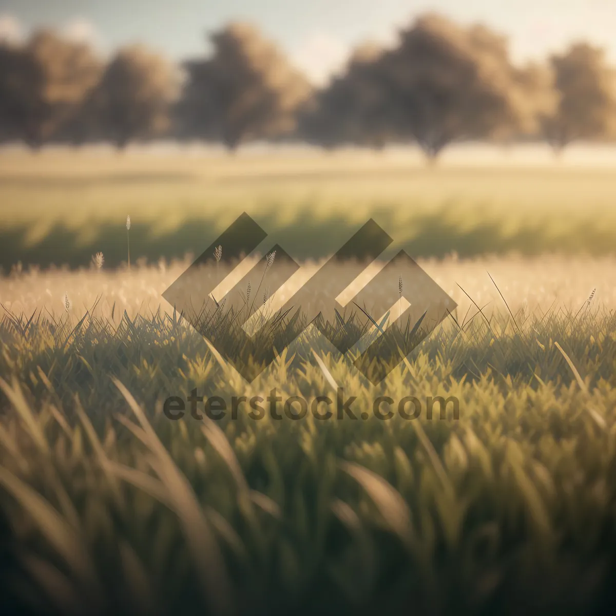Picture of Golden Wheat Fields Under Sunny Sky
