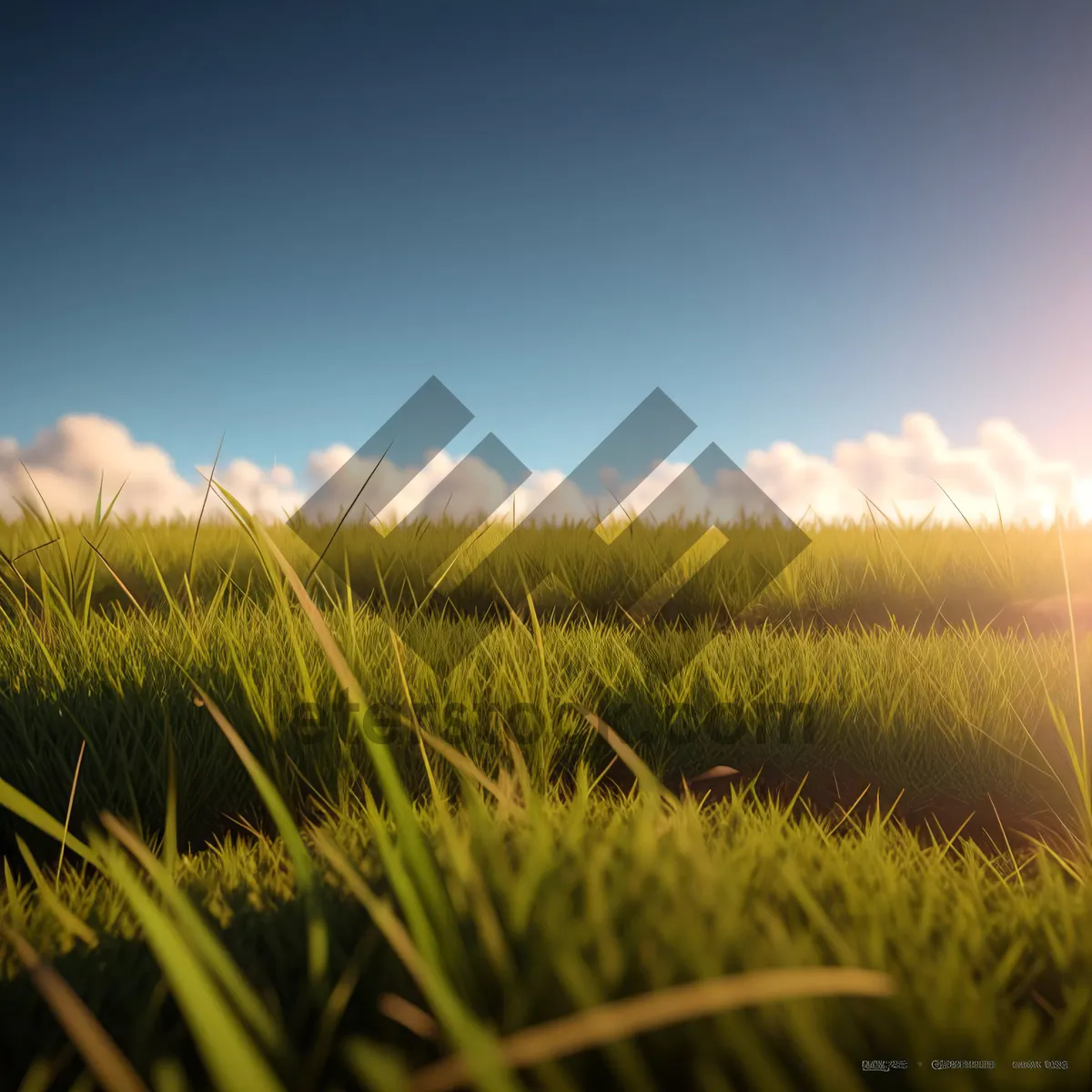 Picture of Golden Wheat Field Under Clear Blue Sky