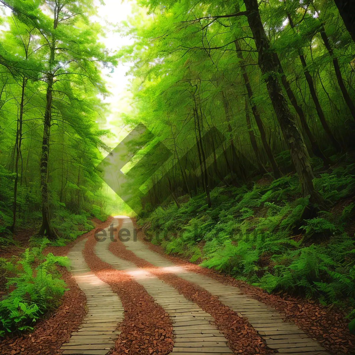 Picture of Sunlit Pathway Through Lush Woodland