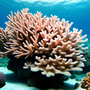Vibrant Coral Reef Teeming with Tropical Marine Life