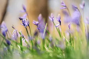 Blooming lavender flowers in a rural field meadow