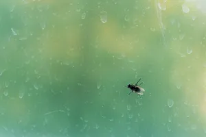 Close-up of spider on water with insect prey