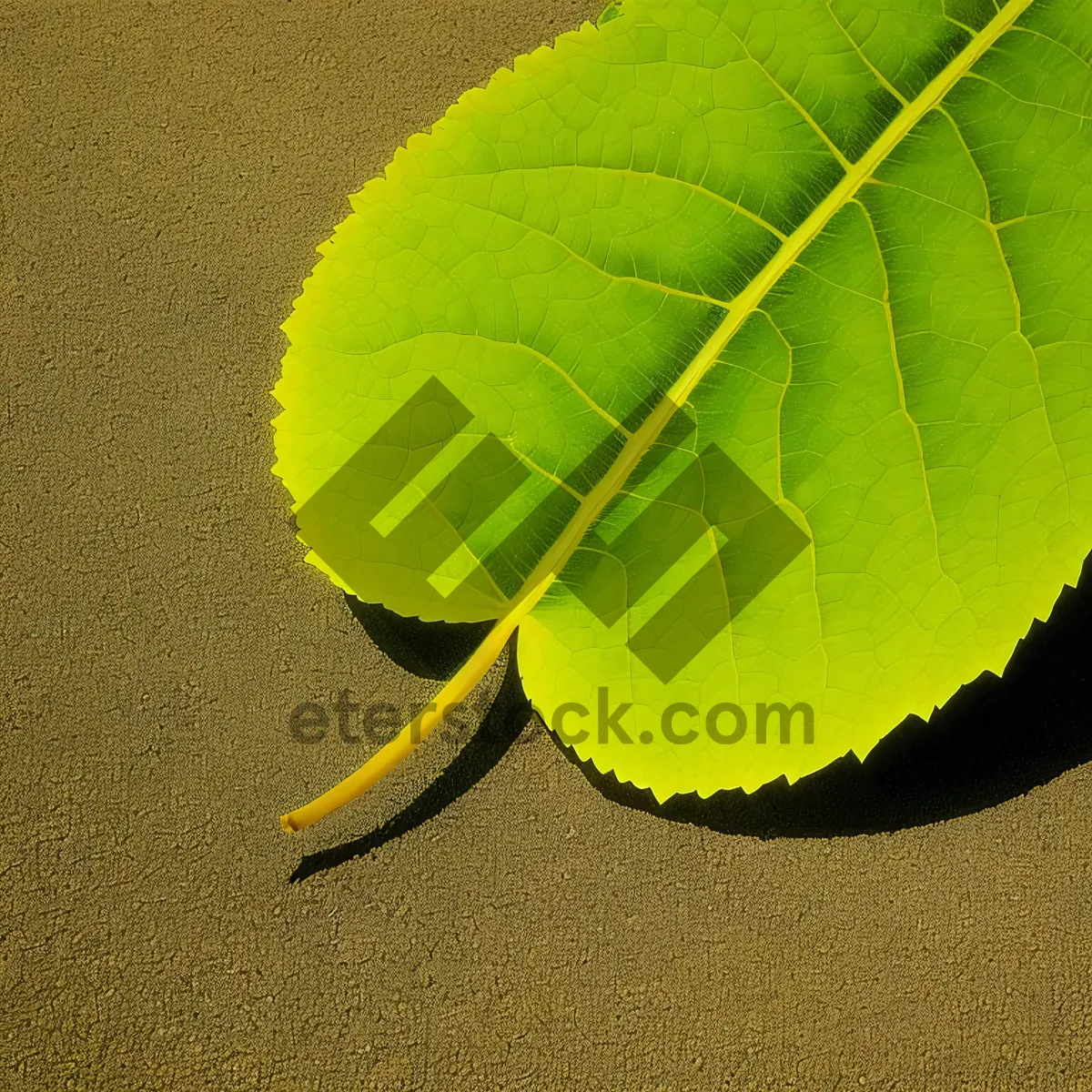 Picture of Vibrant Foliage: Autumn's Colorful Leaves and Wild Ginger