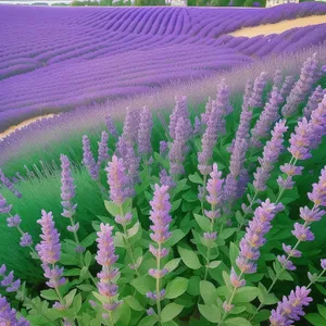 Blooming Purple Hyssop In Meadow