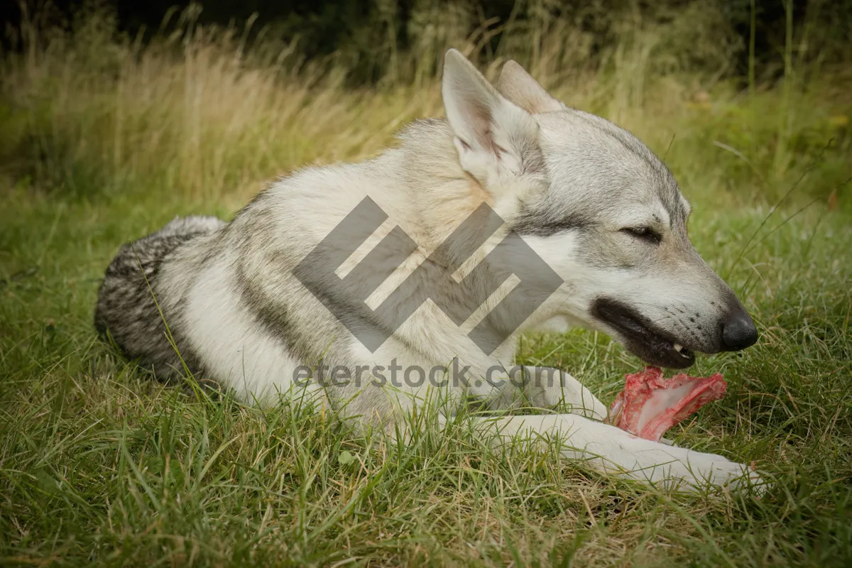 Picture of Cute Malamute puppy with striking eyes in grass