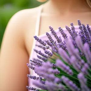 Lavender Field: A Fragrant Summer Garden