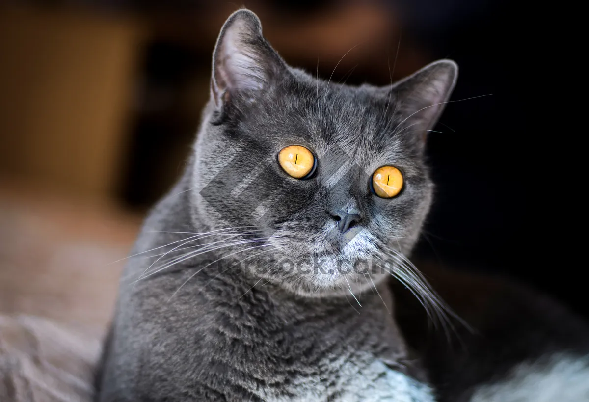 Picture of Fluffy Gray Tabby Kitten with Playful Eyes