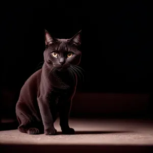 Adorable Gray Tabby Kitten Peeking through Windowsill